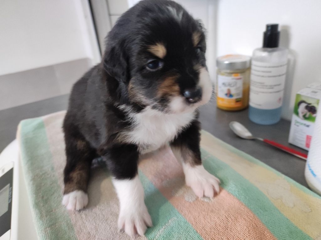du Domaine de la Tineliere - Chiots disponibles - Berger Australien
