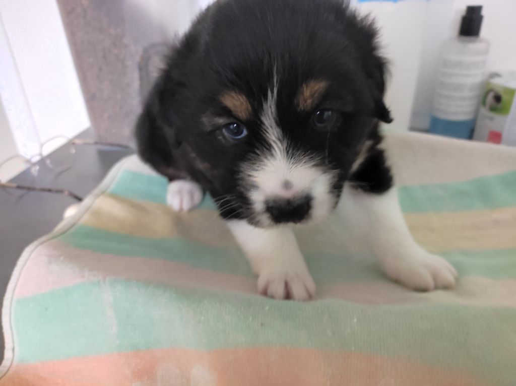 du Domaine de la Tineliere - Chiots disponibles - Berger Australien