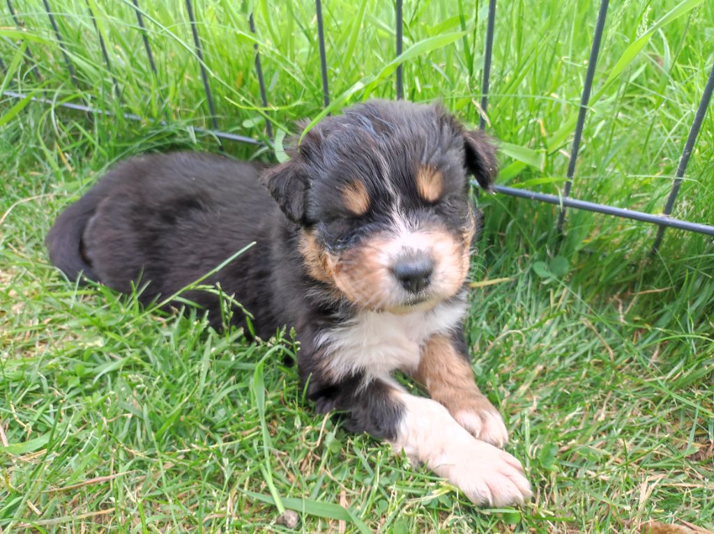 du Domaine de la Tineliere - Chiots disponibles - Berger Australien