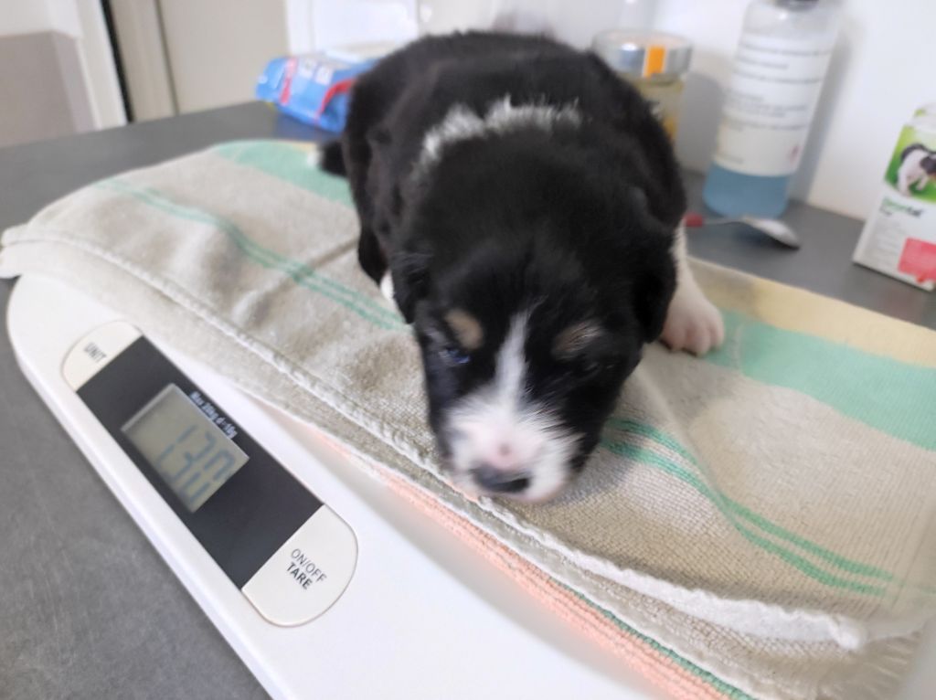 du Domaine de la Tineliere - Chiots disponibles - Berger Australien
