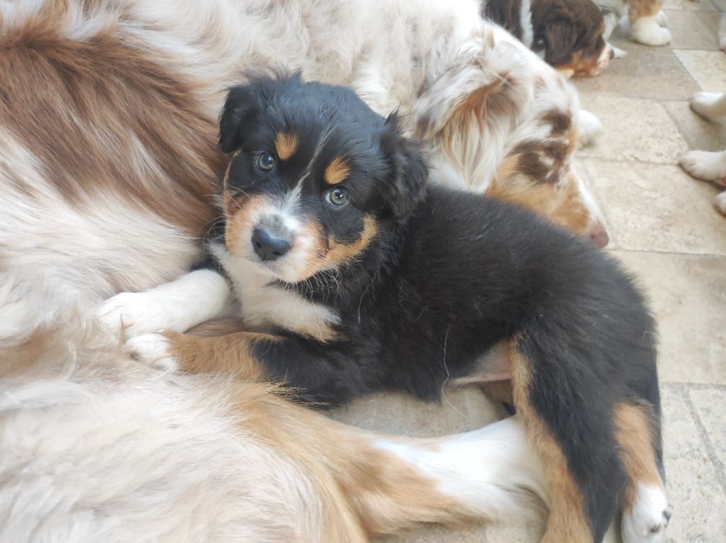 du Domaine de la Tineliere - Chiots disponibles - Berger Australien