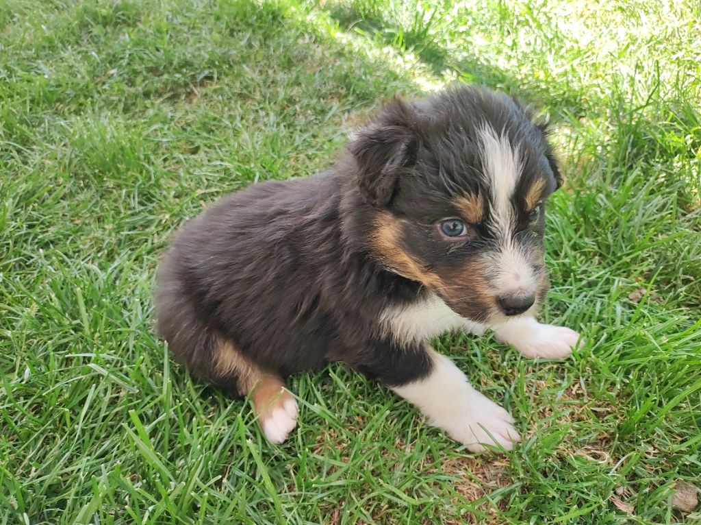 du Domaine de la Tineliere - Chiots disponibles - Berger Australien