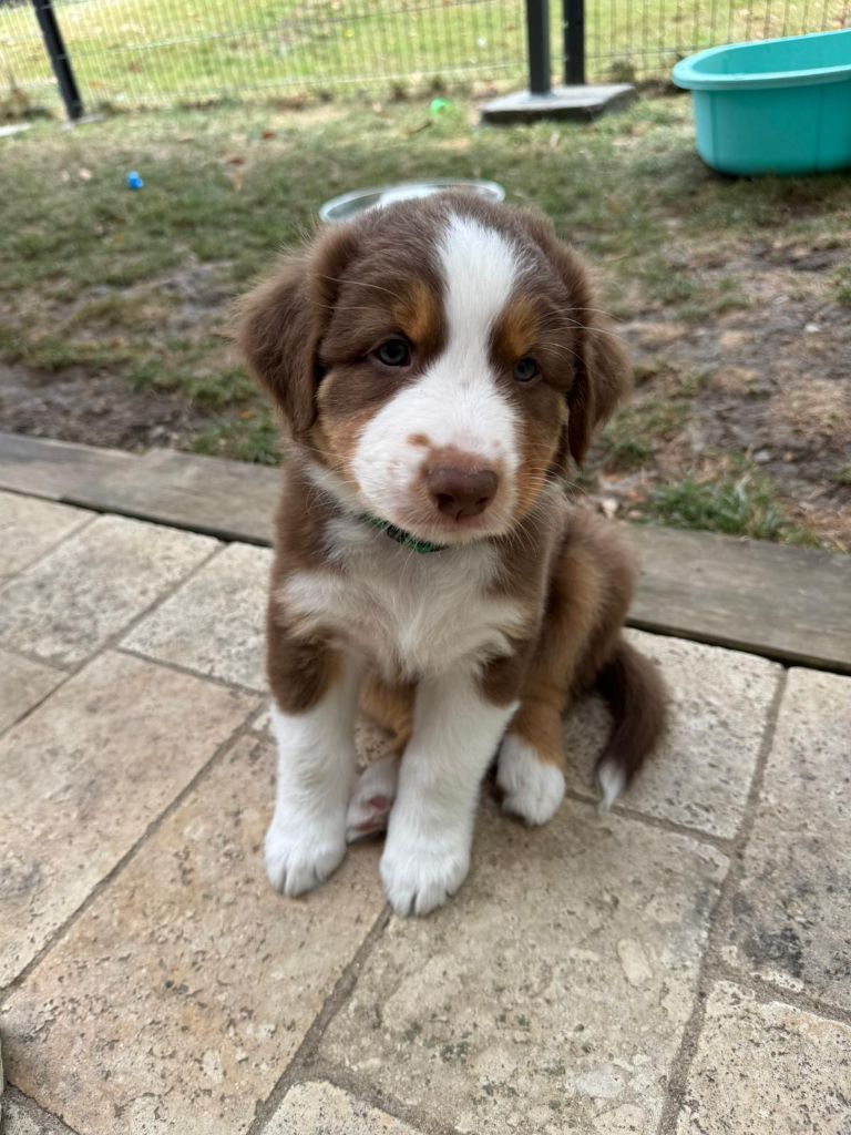 du Domaine de la Tineliere - Chiots disponibles - Berger Australien