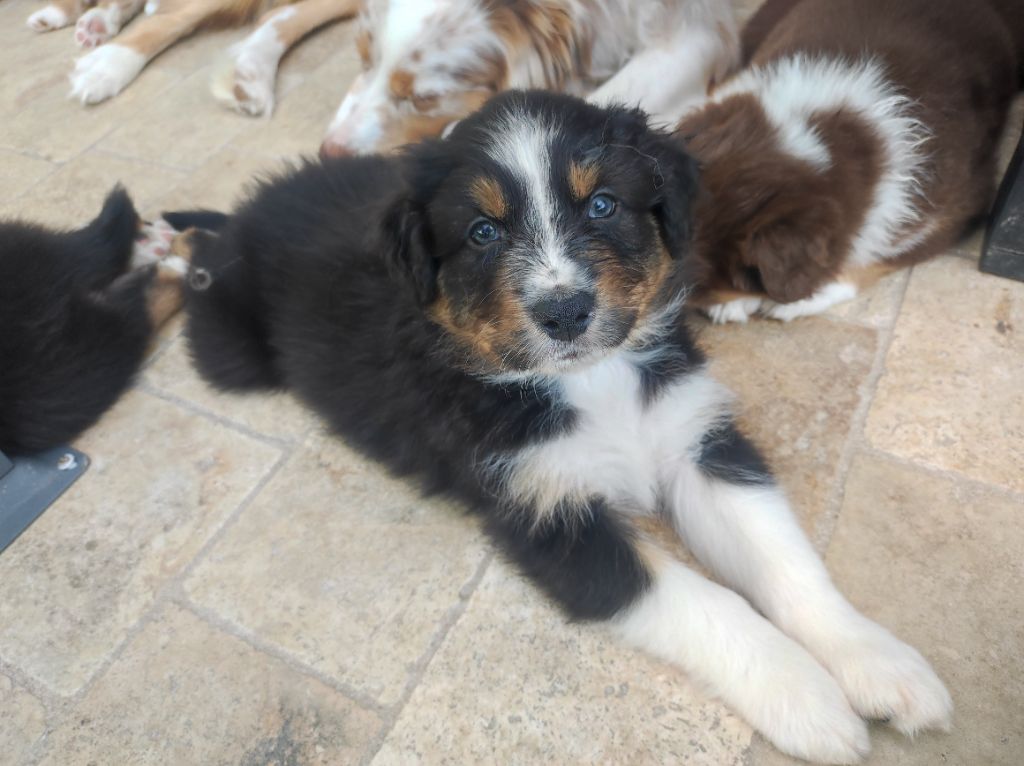 du Domaine de la Tineliere - Chiots disponibles - Berger Australien