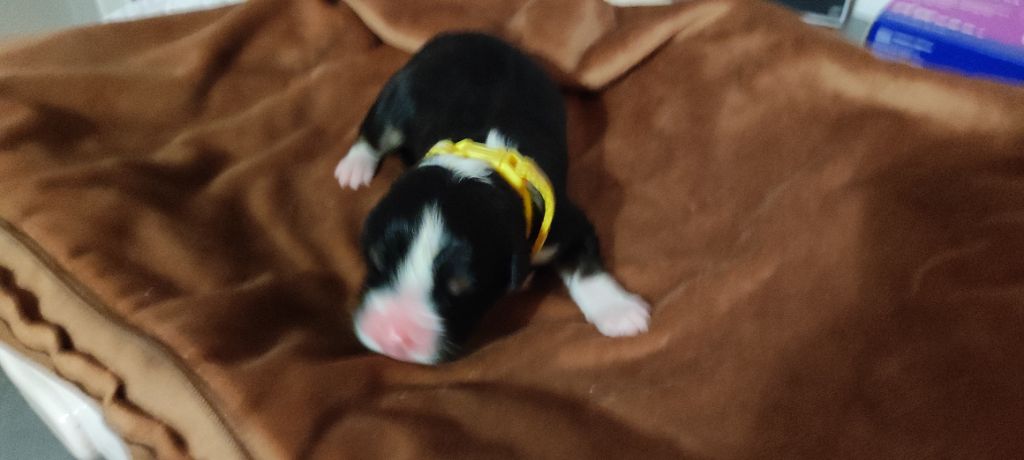 du Domaine de la Tineliere - Chiots disponibles - Berger Australien
