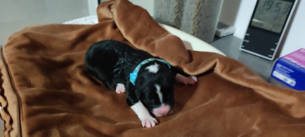 du Domaine de la Tineliere - Chiots disponibles - Berger Australien