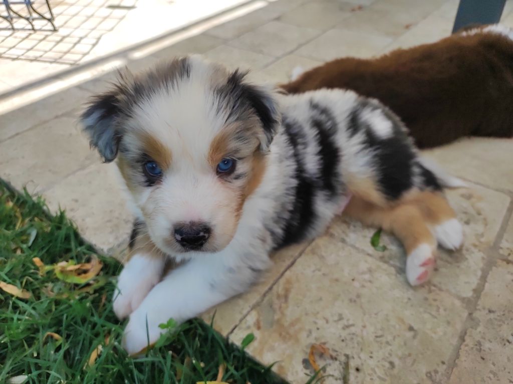 du Domaine de la Tineliere - Chiots disponibles - Berger Australien
