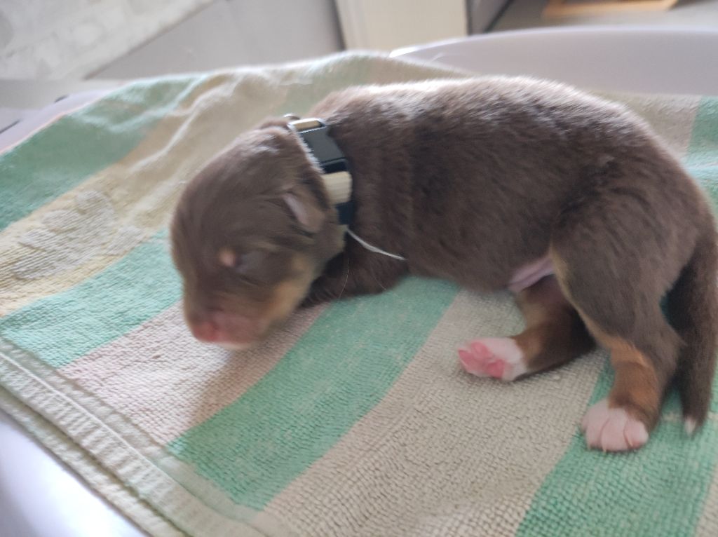 du Domaine de la Tineliere - Chiots disponibles - Berger Australien