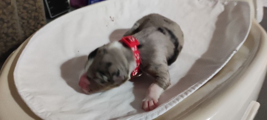 du Domaine de la Tineliere - Chiots disponibles - Berger Australien