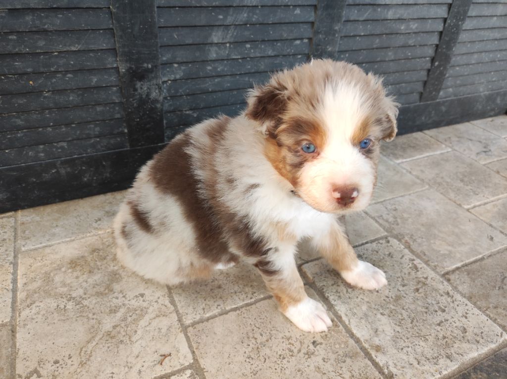 du Domaine de la Tineliere - Chiots disponibles - Berger Australien