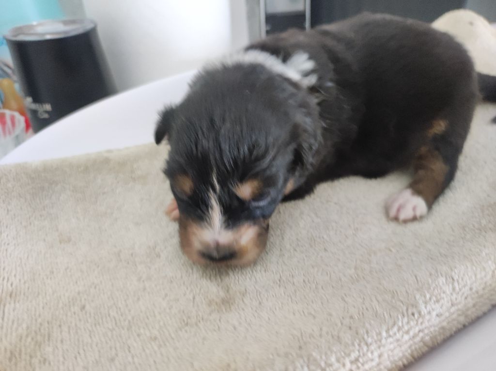 du Domaine de la Tineliere - Chiots disponibles - Berger Australien
