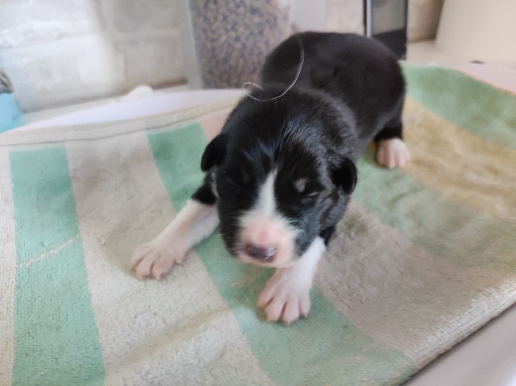 du Domaine de la Tineliere - Chiots disponibles - Berger Australien