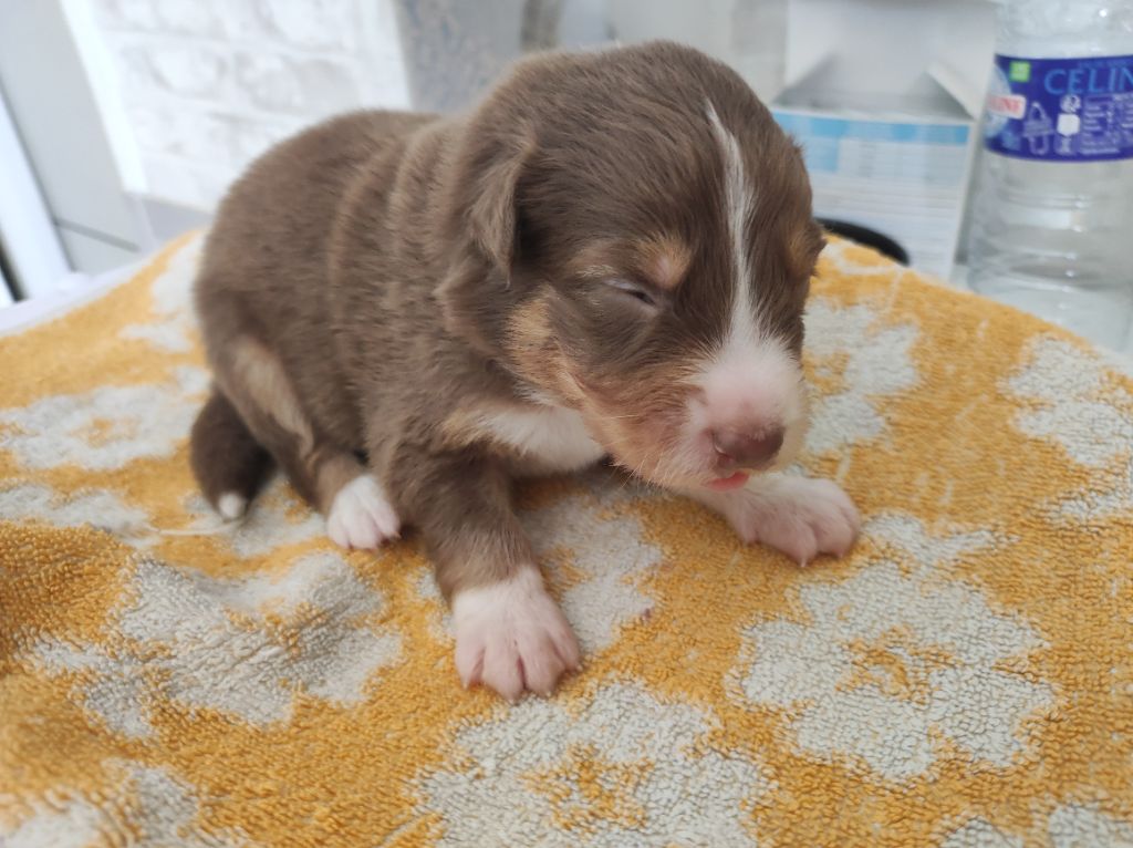 du Domaine de la Tineliere - Chiots disponibles - Berger Australien