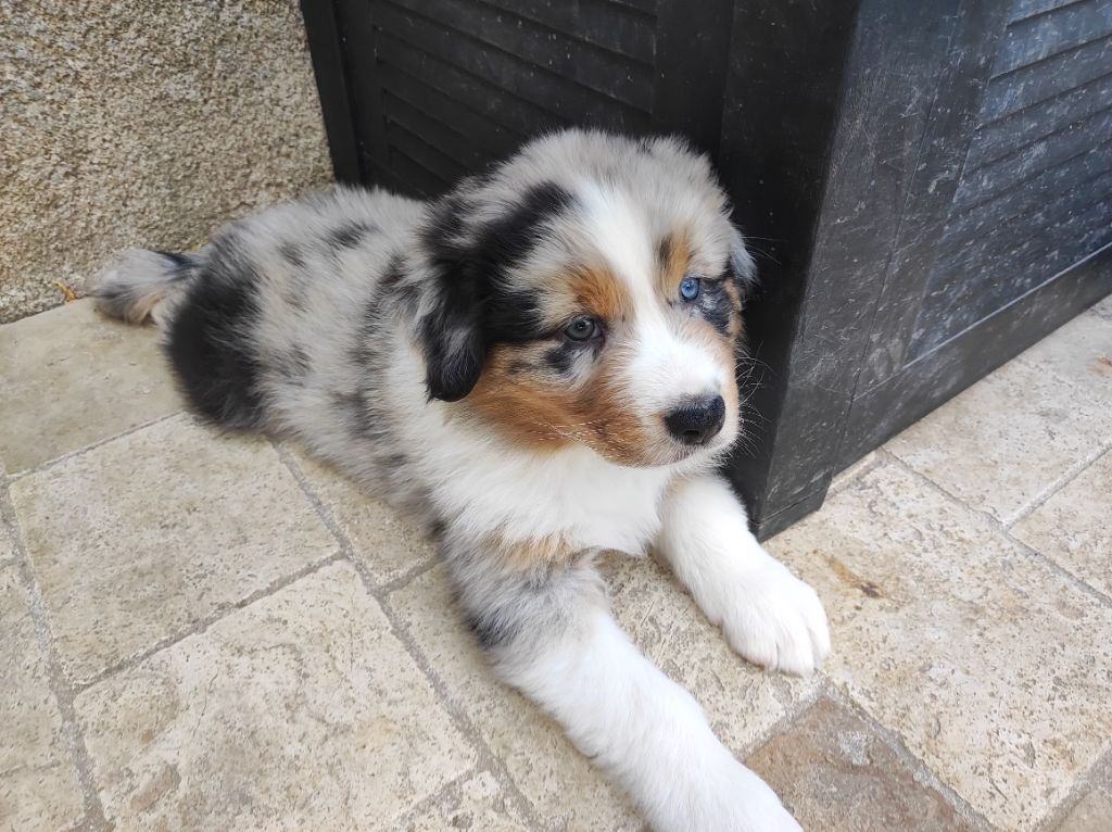 du Domaine de la Tineliere - Chiots disponibles - Berger Australien