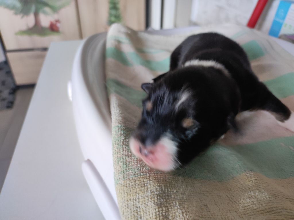 du Domaine de la Tineliere - Chiots disponibles - Berger Australien