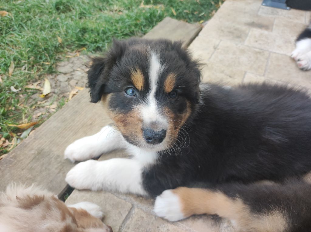du Domaine de la Tineliere - Chiots disponibles - Berger Australien