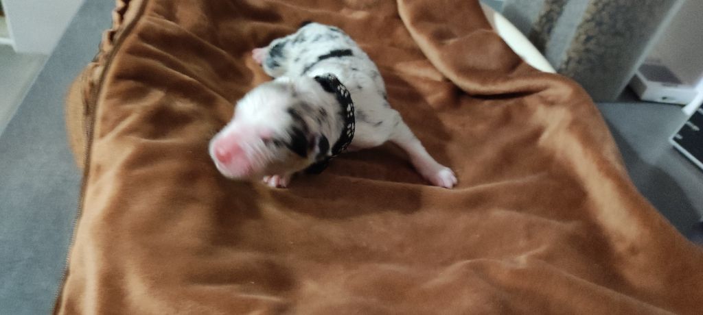 du Domaine de la Tineliere - Chiots disponibles - Berger Australien