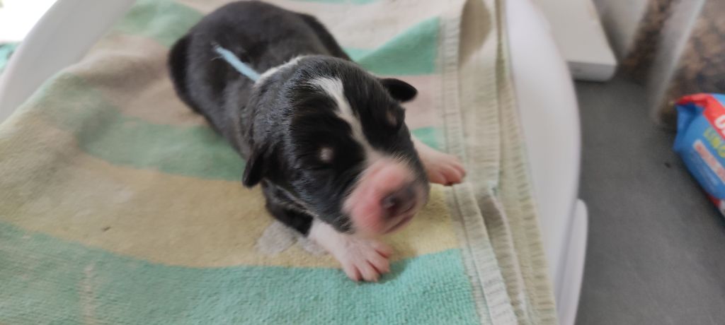 du Domaine de la Tineliere - Chiots disponibles - Berger Australien