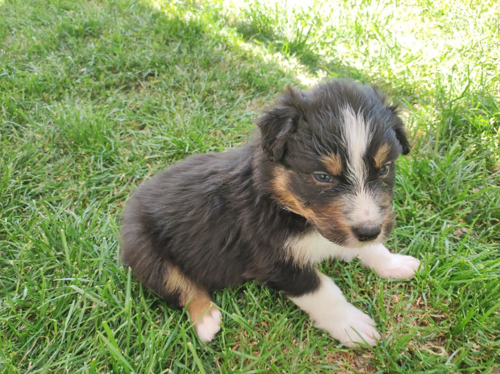 du Domaine de la Tineliere - Chiots disponibles - Berger Australien