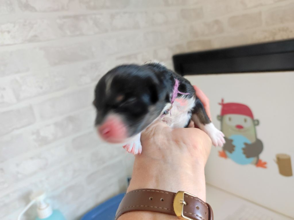 du Domaine de la Tineliere - Chiots disponibles - Berger Australien