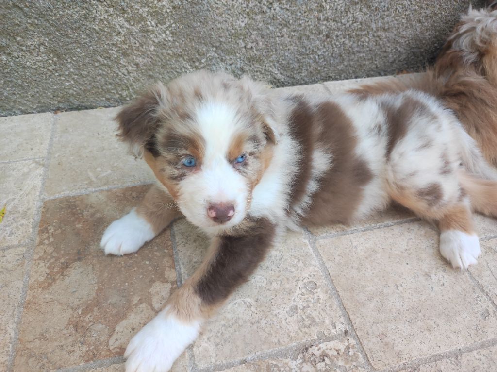 du Domaine de la Tineliere - Chiots disponibles - Berger Australien