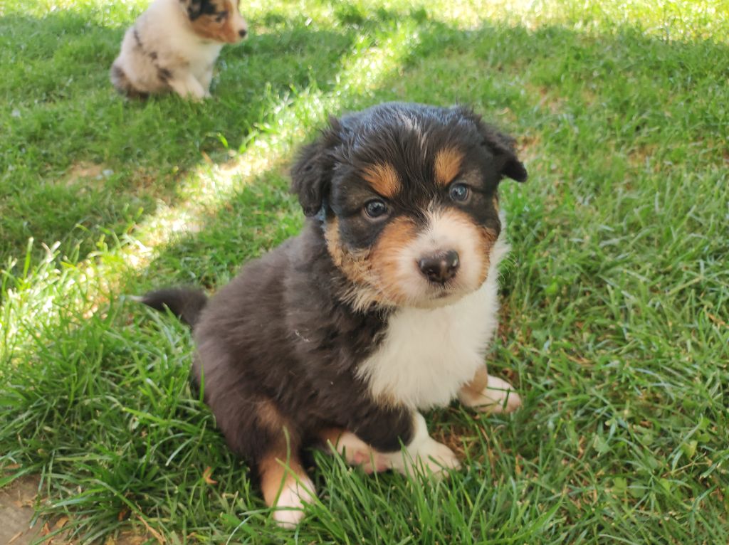 du Domaine de la Tineliere - Chiots disponibles - Berger Australien