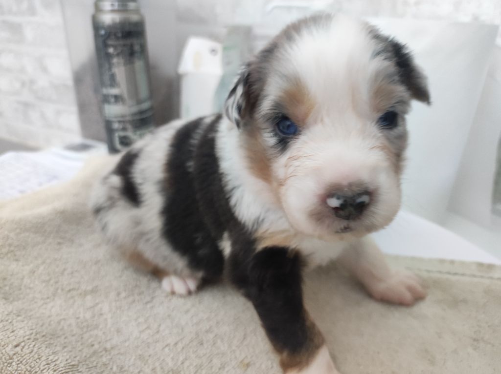 du Domaine de la Tineliere - Chiots disponibles - Berger Australien