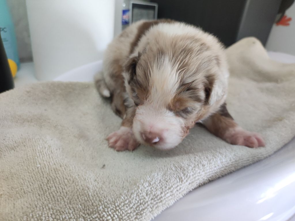 du Domaine de la Tineliere - Chiots disponibles - Berger Australien