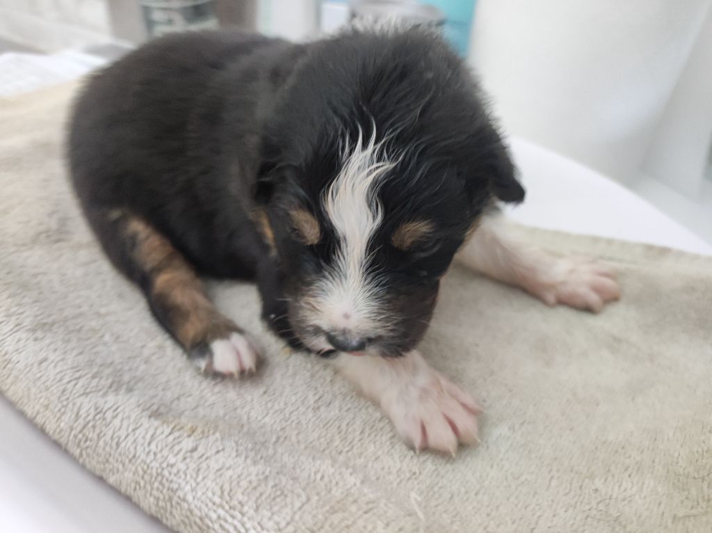 du Domaine de la Tineliere - Chiots disponibles - Berger Australien