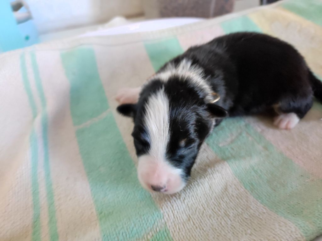 du Domaine de la Tineliere - Chiots disponibles - Berger Australien