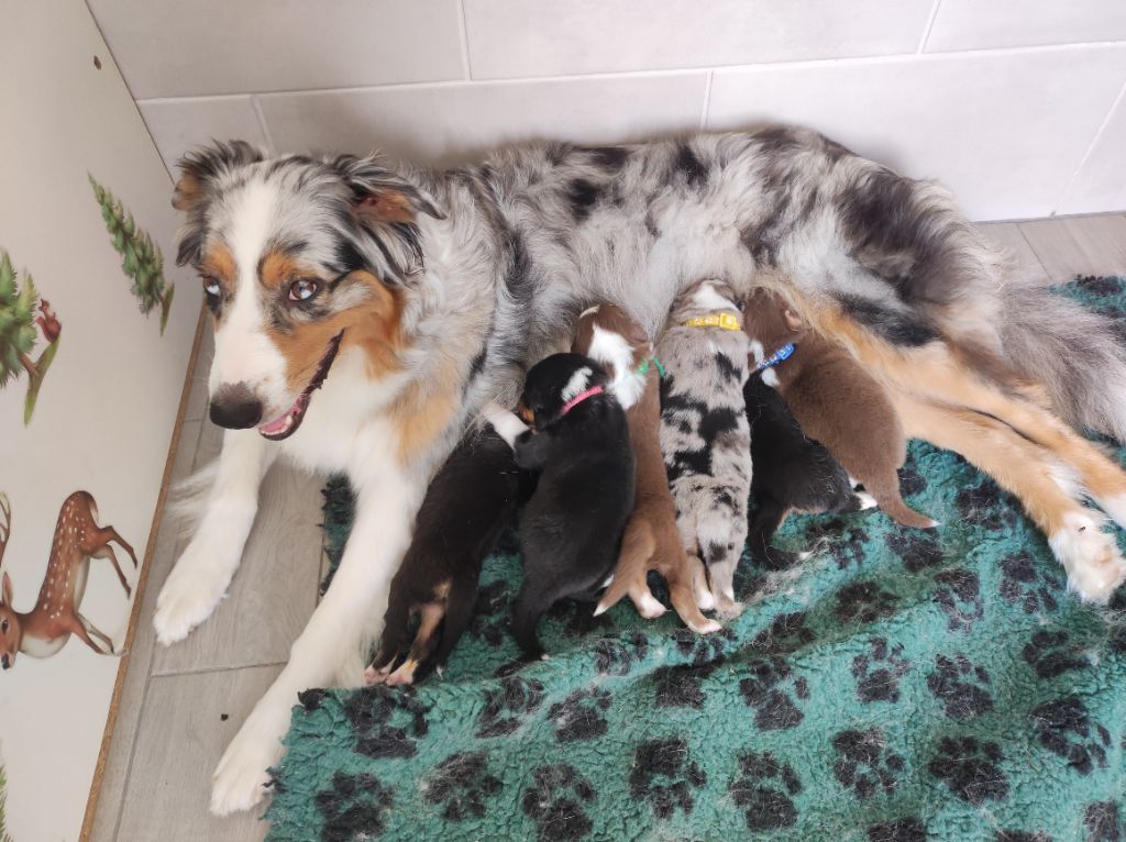 Chiot Berger Australien du Domaine de la Tineliere