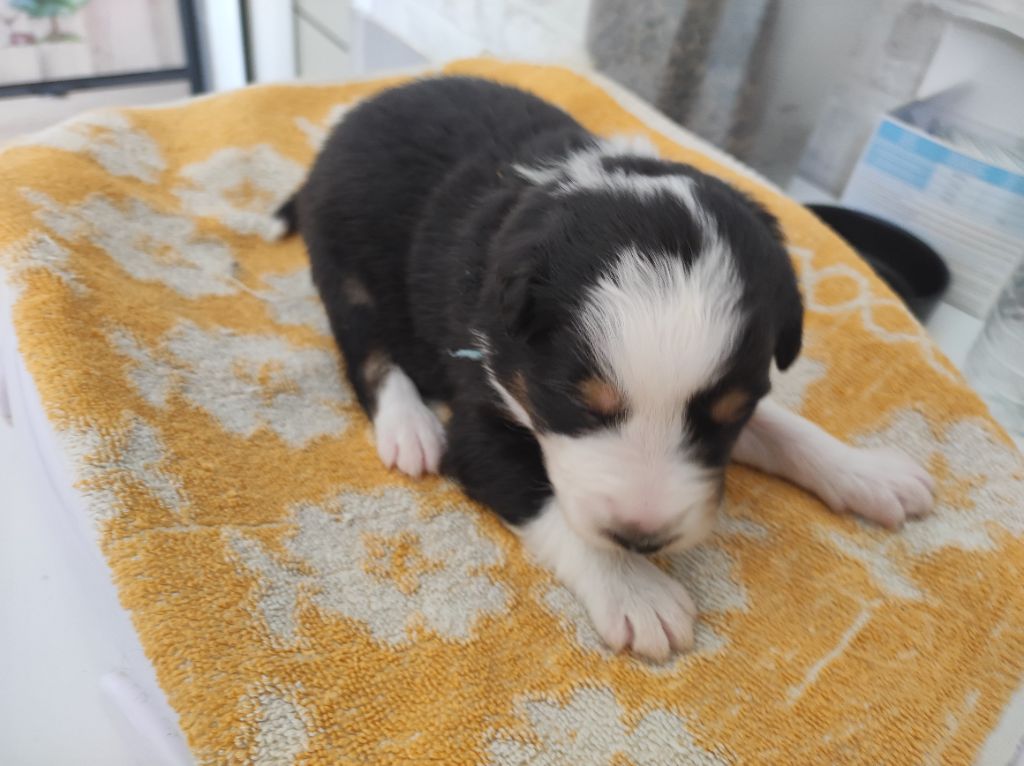 du Domaine de la Tineliere - Chiots disponibles - Berger Australien