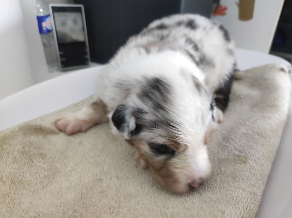 du Domaine de la Tineliere - Chiots disponibles - Berger Australien