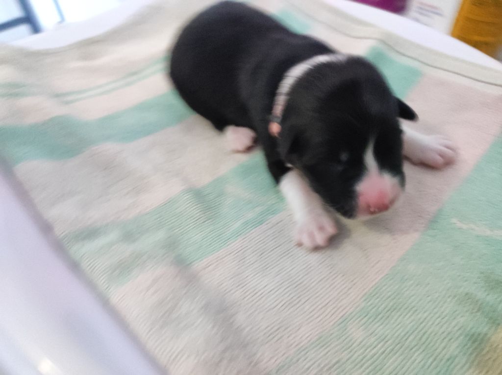 du Domaine de la Tineliere - Chiots disponibles - Berger Australien