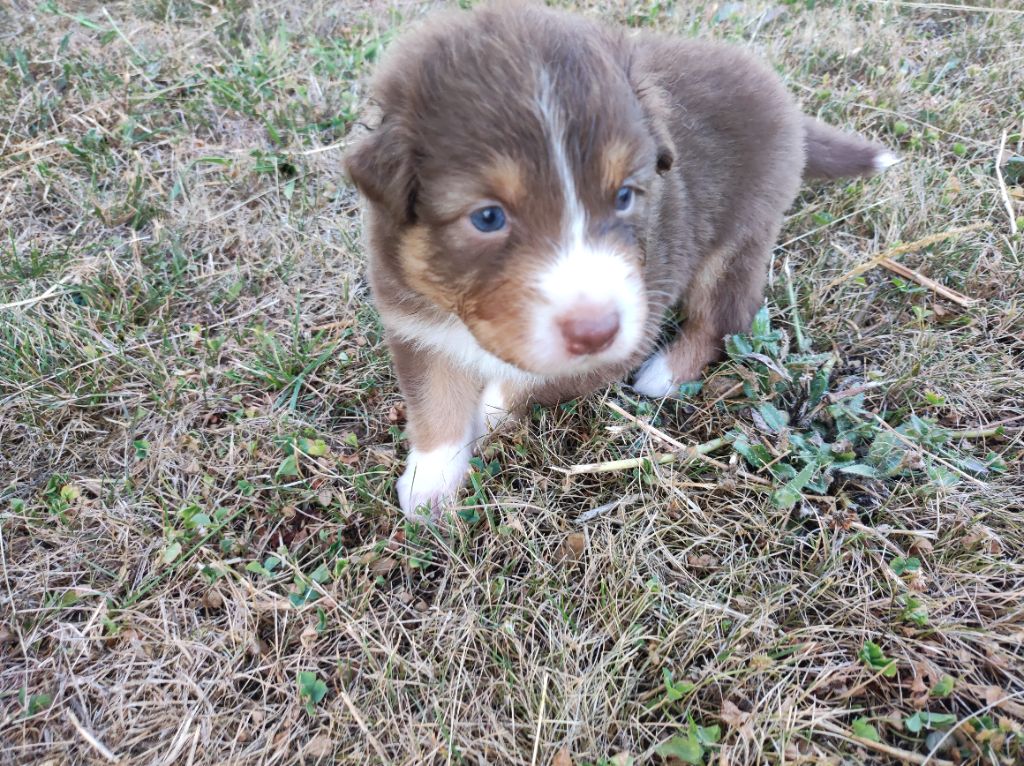 du Domaine de la Tineliere - Chiots disponibles - Berger Australien