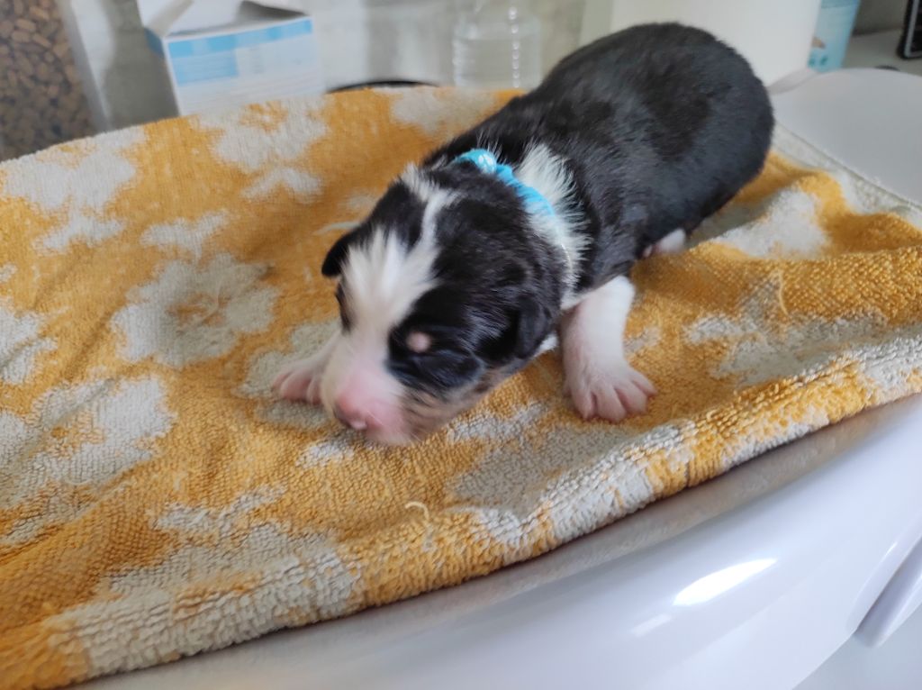 du Domaine de la Tineliere - Chiots disponibles - Berger Australien