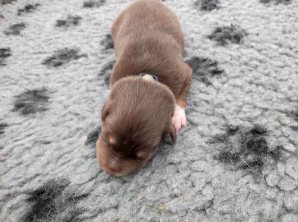 du Domaine de la Tineliere - Chiots disponibles - Berger Australien