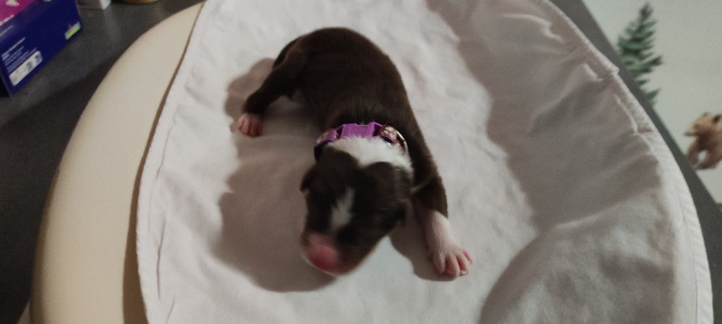 du Domaine de la Tineliere - Chiots disponibles - Berger Australien