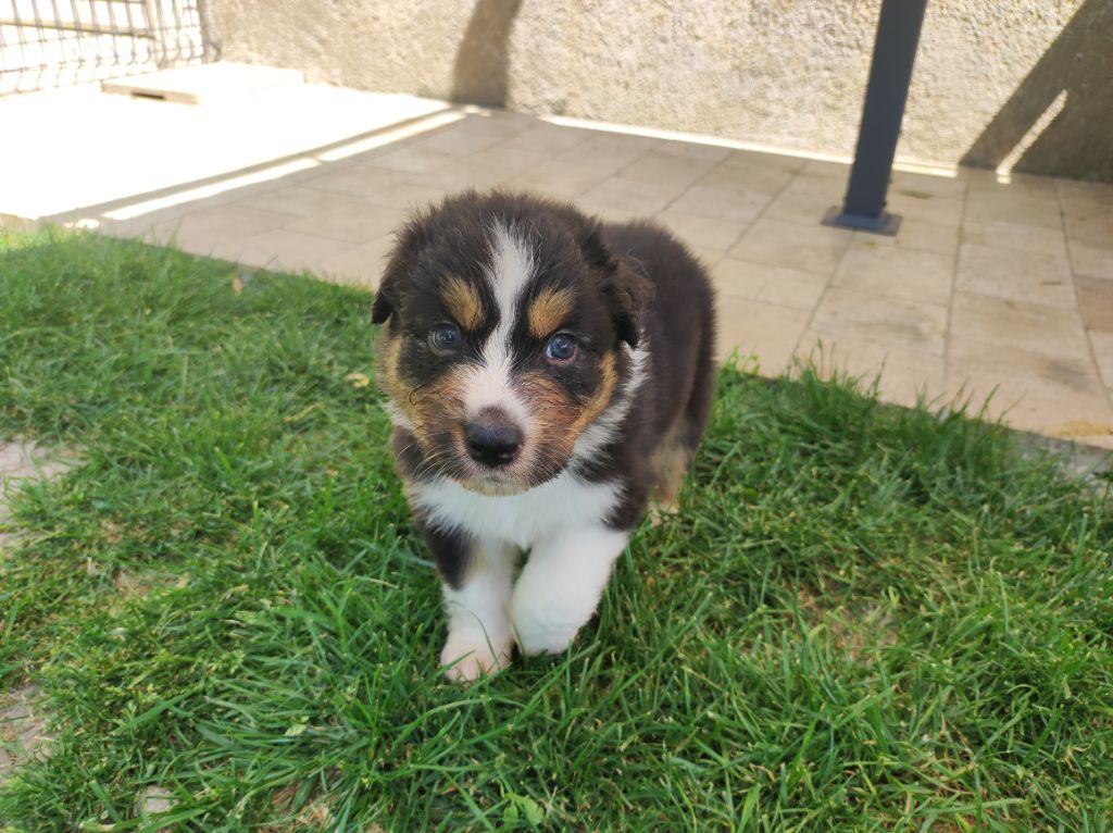 du Domaine de la Tineliere - Chiots disponibles - Berger Australien