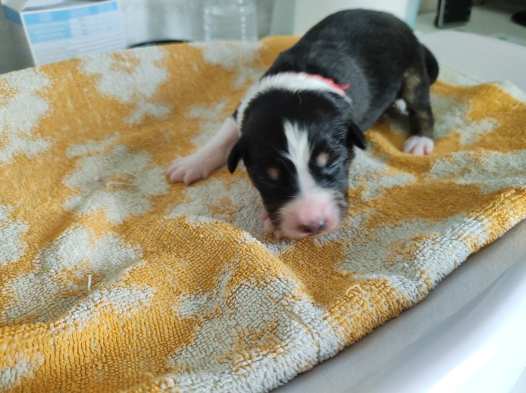 du Domaine de la Tineliere - Chiots disponibles - Berger Australien