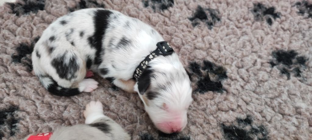 du Domaine de la Tineliere - Chiots disponibles - Berger Australien