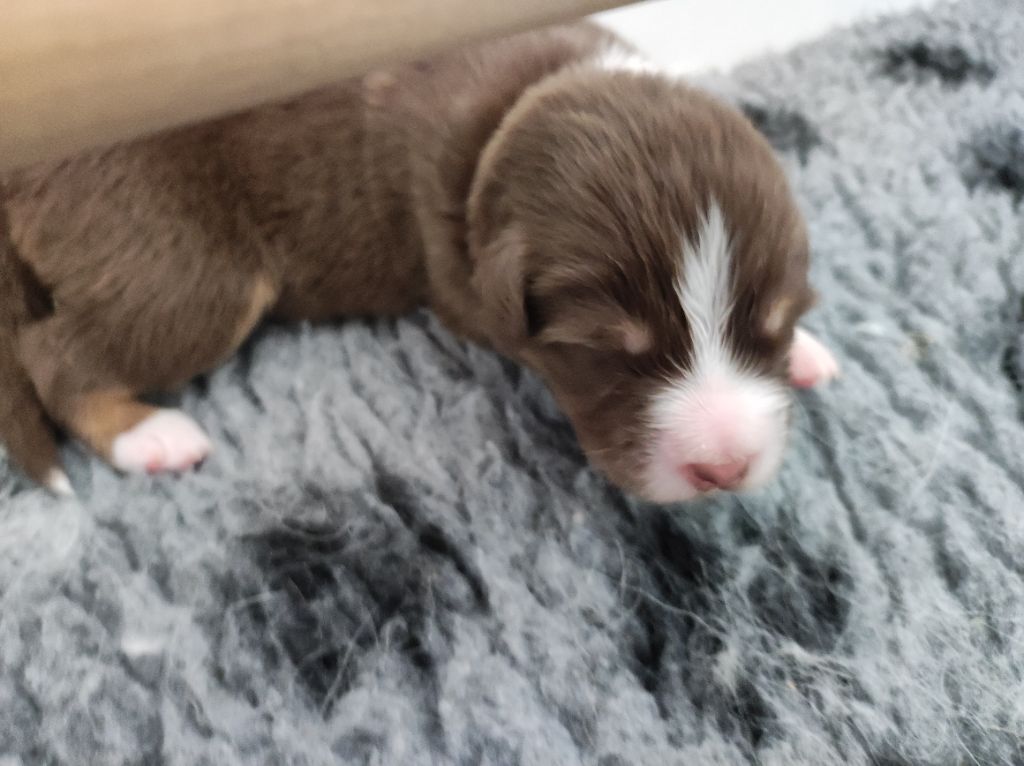 du Domaine de la Tineliere - Chiots disponibles - Berger Australien