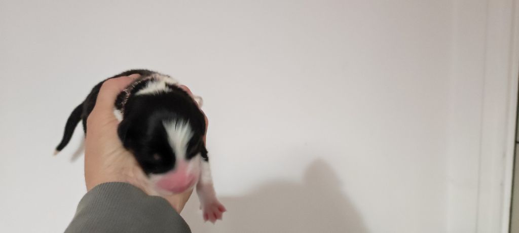 du Domaine de la Tineliere - Chiots disponibles - Berger Australien