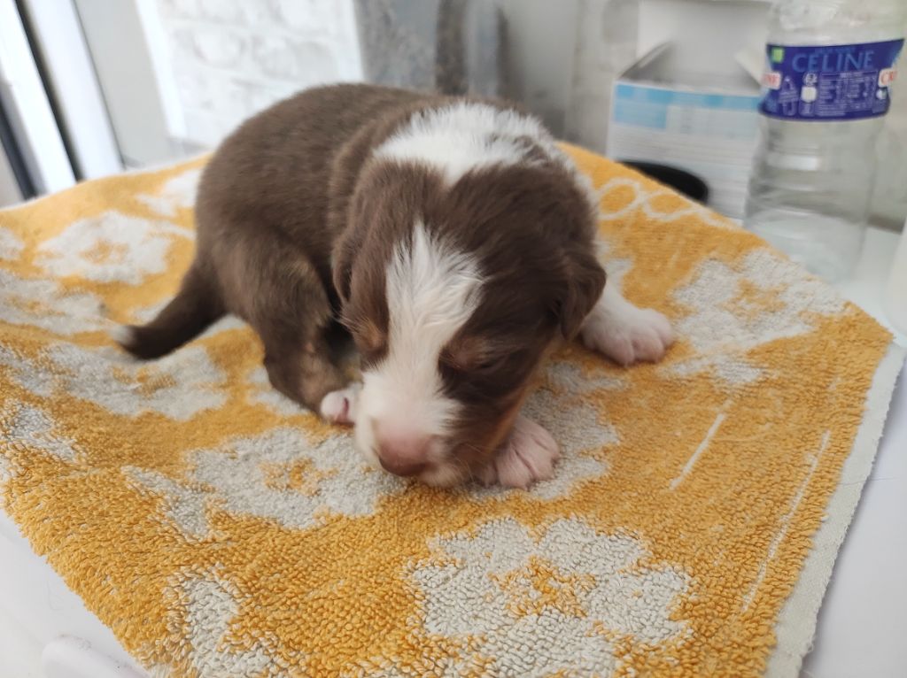 du Domaine de la Tineliere - Chiots disponibles - Berger Australien