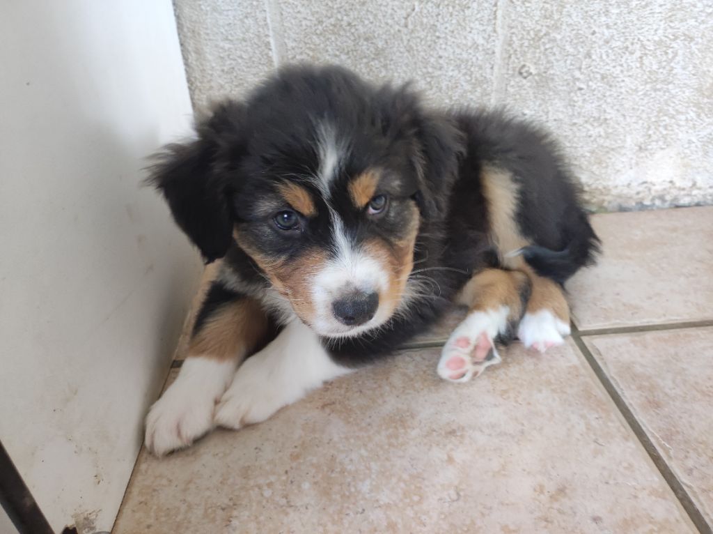 du Domaine de la Tineliere - Chiots disponibles - Berger Australien