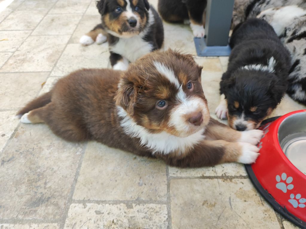 du Domaine de la Tineliere - Chiots disponibles - Berger Australien