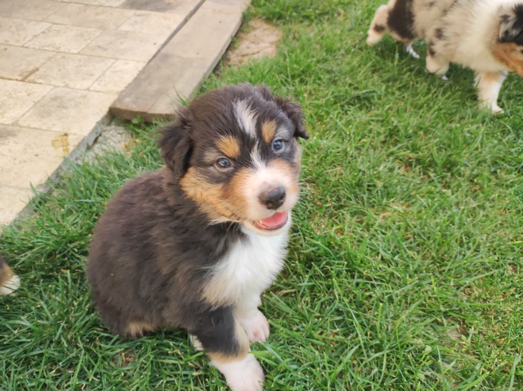 du Domaine de la Tineliere - Chiots disponibles - Berger Australien