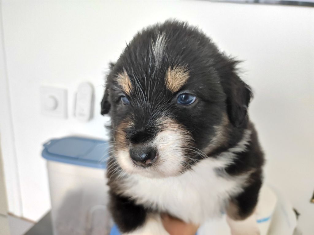 du Domaine de la Tineliere - Chiots disponibles - Berger Australien