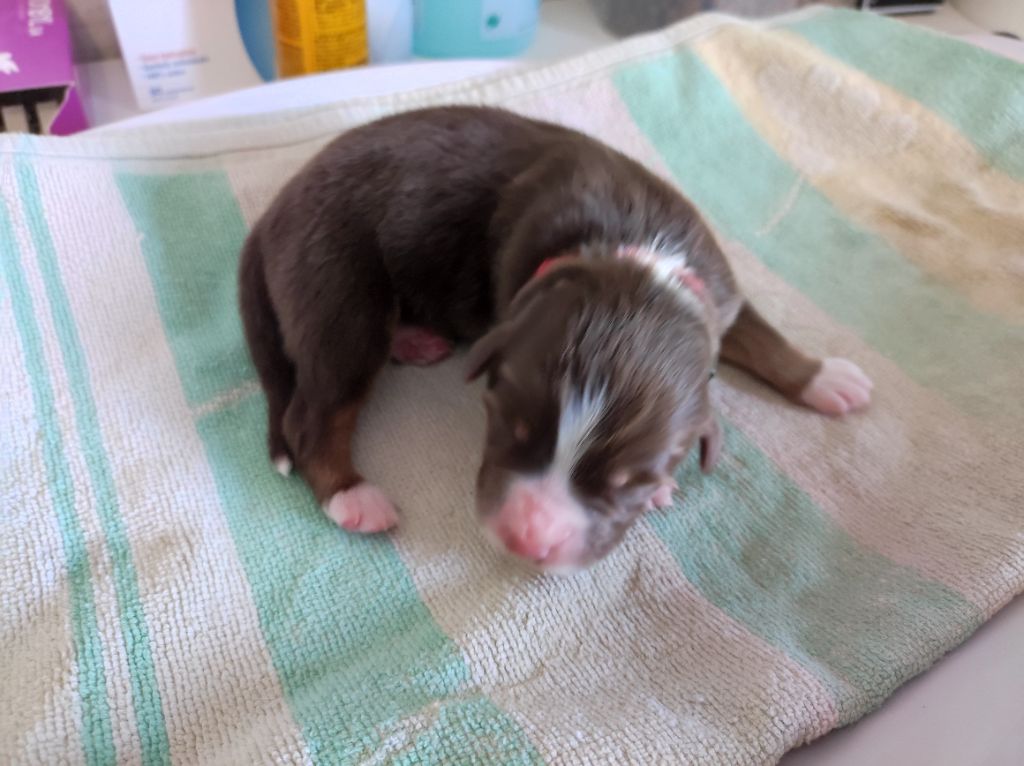 du Domaine de la Tineliere - Chiots disponibles - Berger Australien